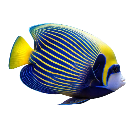 Pez ángel reina, uno de los peces del arrecife